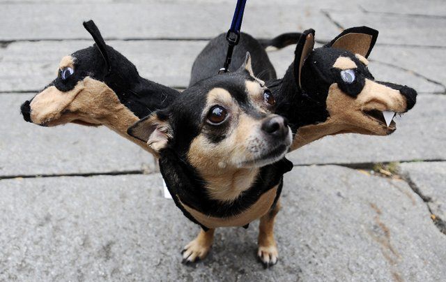 1477313975 dog halloween costume cerberus