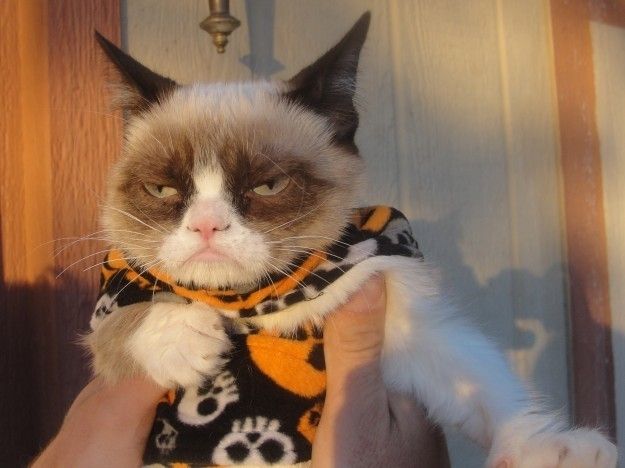 1477314109 42857 happy halloween grumpy cat