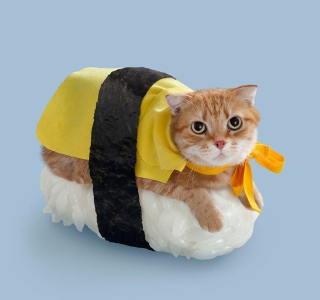 1477529718 sushi cat halloween costume2.jpg2