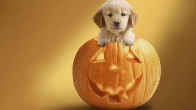 1477314420 halloween wallpaper with dogs4