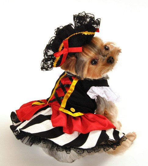 1477314437 pirate girl halloween costume for dogs