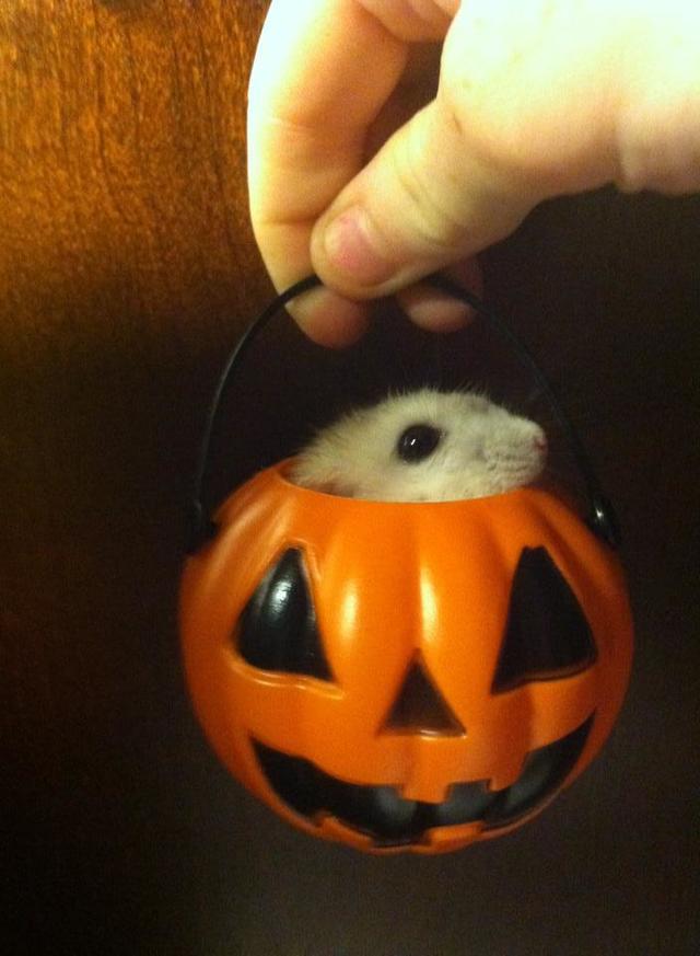 1477314805 my hamster s first halloween  by toxic pink wolf d6qujg3