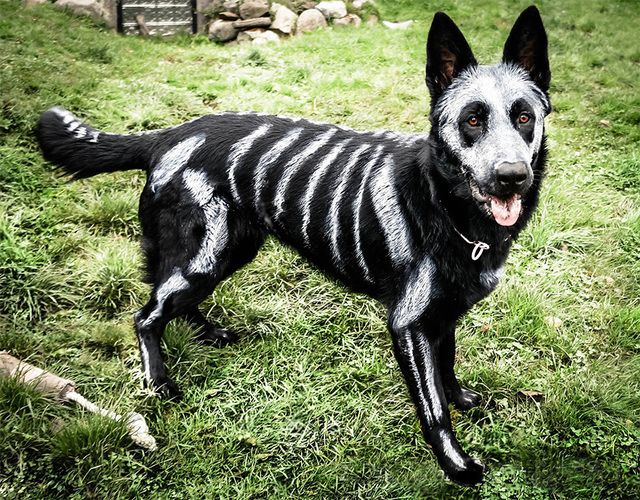 https://image.sistacafe.com/images/uploads/content_image/image/235896/1477530005-skeleton-dog-halloween-costume-non-toxic-pet-paint-5.jpg