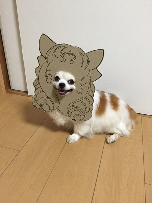 1477466324 dog costume cardboard cutouts myouonnin 14 580f5407a0c93  605