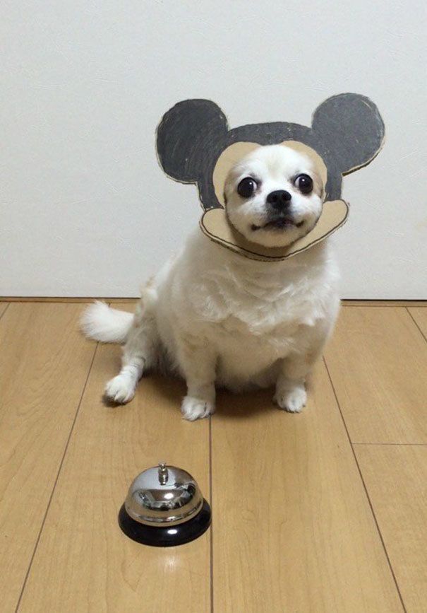 1477466403 dog costume cardboard cutouts myouonnin 46 580f544f79ee7  605