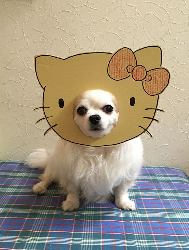 1477466474 dog costume cardboard cutouts myouonnin 1 580f53ec1ee59  605