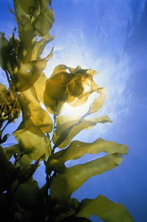 1477474895 hbz the list diy masks seaweed 1