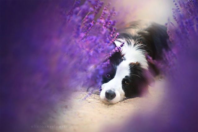 https://image.sistacafe.com/images/uploads/content_image/image/246386/1478583443-I-Visited-Lavender-Garden-with-Dogs-to-Capture-their-Happiness-581f6f061292d__880.jpg