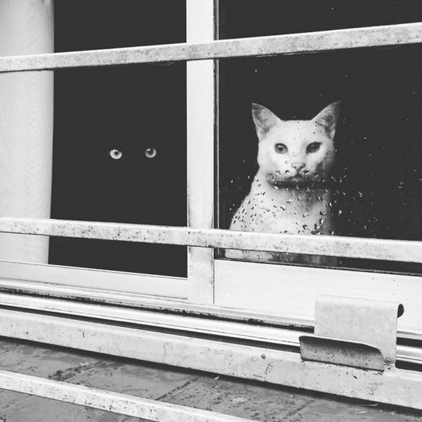 https://image.sistacafe.com/images/uploads/content_image/image/249146/1478930291-black-white-cats-yin-yang-1-58243d529fdf3__605.jpg