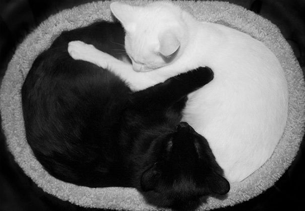 https://image.sistacafe.com/images/uploads/content_image/image/249153/1478932002-black-white-cats-yin-yang-70-5824837231803__605.jpg