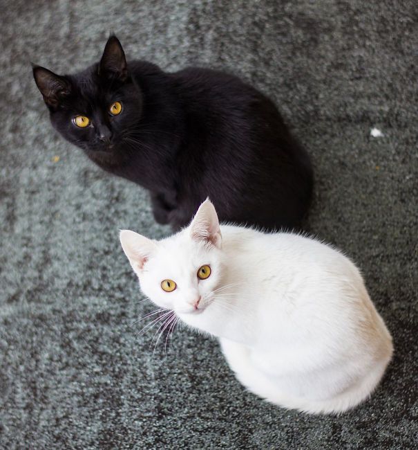 https://image.sistacafe.com/images/uploads/content_image/image/249154/1478932022-black-white-cats-yin-yang-38-582586a245743__605.jpg
