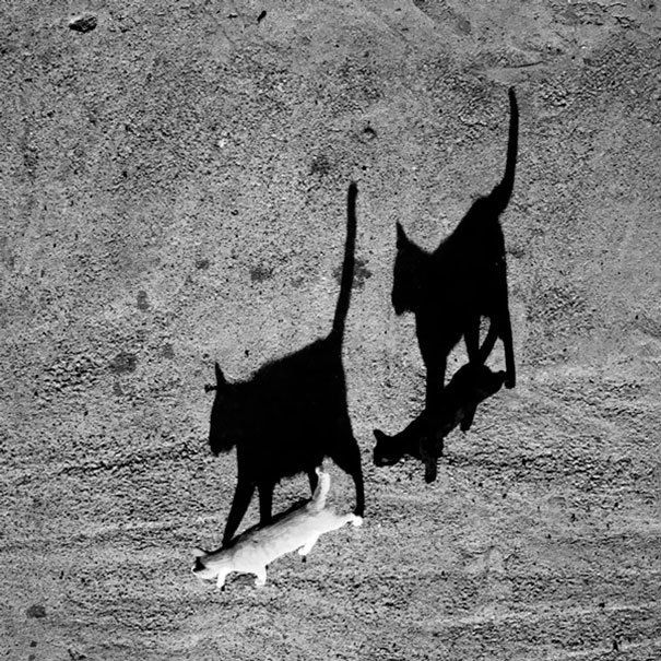 https://image.sistacafe.com/images/uploads/content_image/image/249156/1478932057-black-white-cats-yin-yang-31-58257de1b4325__605.jpg