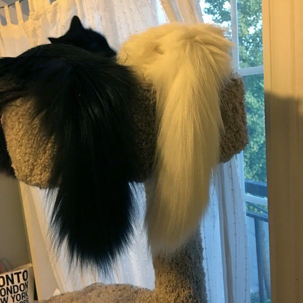 https://image.sistacafe.com/images/uploads/content_image/image/249159/1478932106-black-white-cats-yin-yang-84-582570facc002__605.jpg