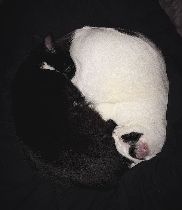 https://image.sistacafe.com/images/uploads/content_image/image/249164/1478932185-black-white-cats-yin-yang-19-58243d5c98dcf__605.jpg
