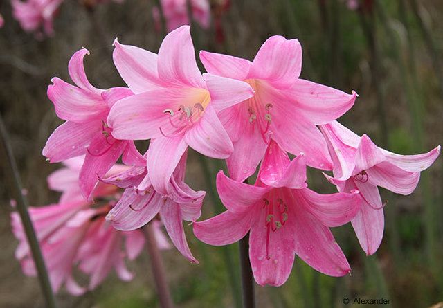 image_249407