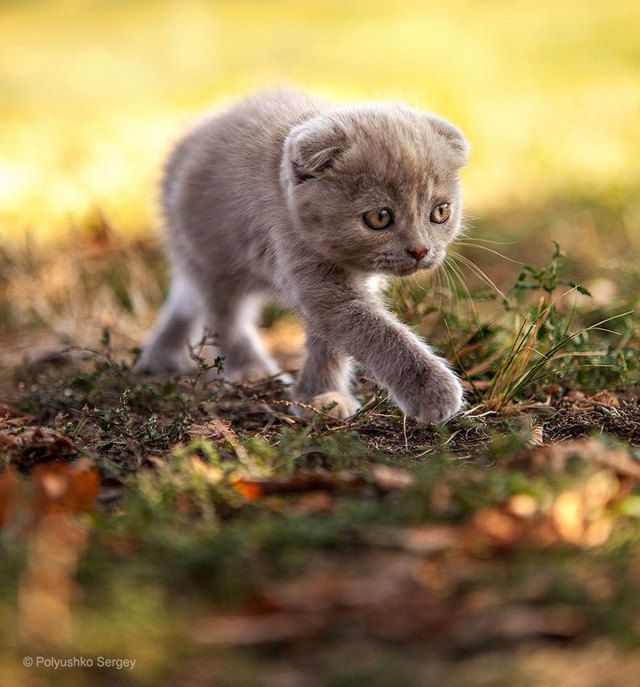 https://image.sistacafe.com/images/uploads/content_image/image/250989/1479275071-animal-portraits-sergey-polyushko-6-582b05d25b213__880.jpg
