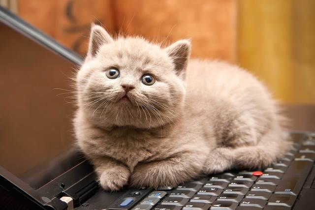 https://image.sistacafe.com/images/uploads/content_image/image/253012/1479704298-01-cat-wants-to-tell-you-laptop.jpg