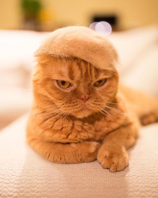 https://image.sistacafe.com/images/uploads/content_image/image/253054/1479705127-Cats-in-hats-made-from-their-own-hair-582ebf440a8aa__880.jpg
