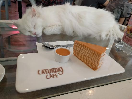 1479806896 caturday cat cafe