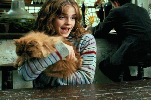 https://image.sistacafe.com/images/uploads/content_image/image/254602/1479833643-hermione-crookshanks-cat.jpg