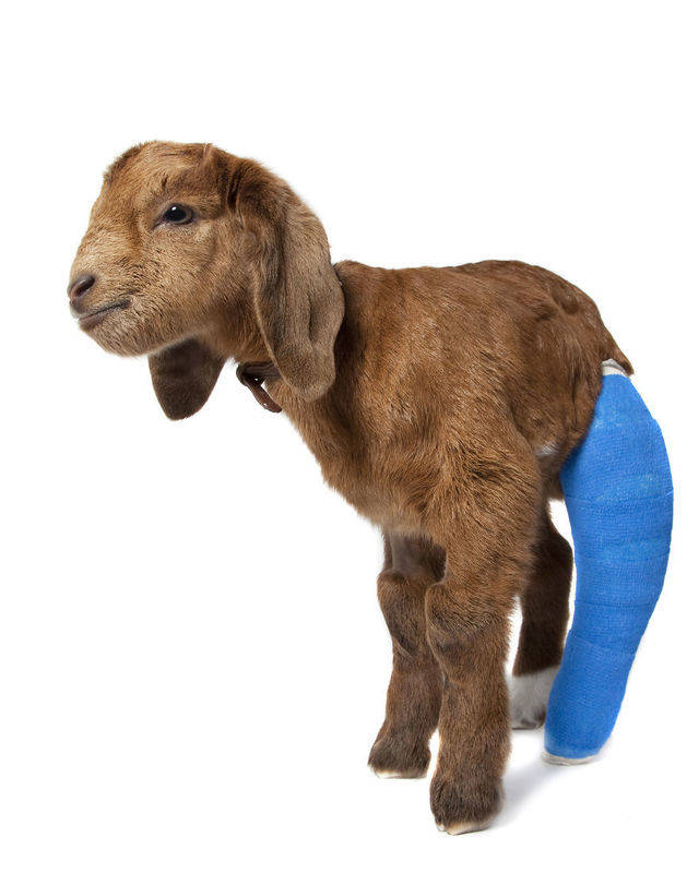 1439464187 baby goat from rspca broken leg1  880