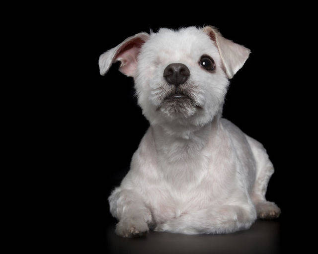 1439464227 louie one eye1  880