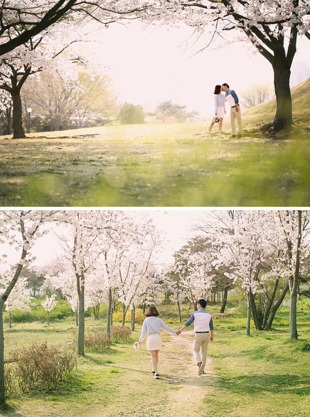 1481881074 korea cherry blossoms olympic park skydal photograhy onethreeonefour
