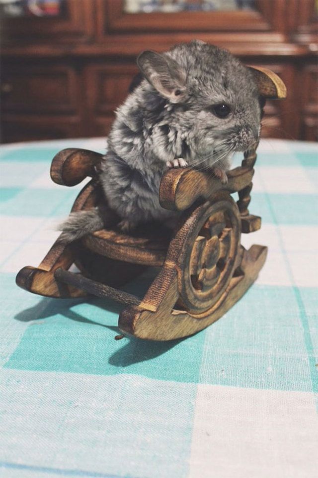 1483676861 cute baby chinchillas 11 586bc6a895d24 700