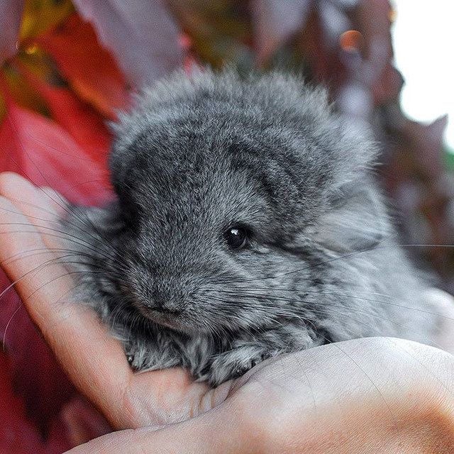 1483677036 cute baby chinchillas 117 586cfd69412d1  700