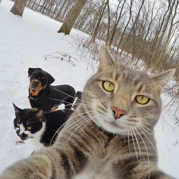 1484717811 funny animal selfies 68 587e26ed2ad50 605