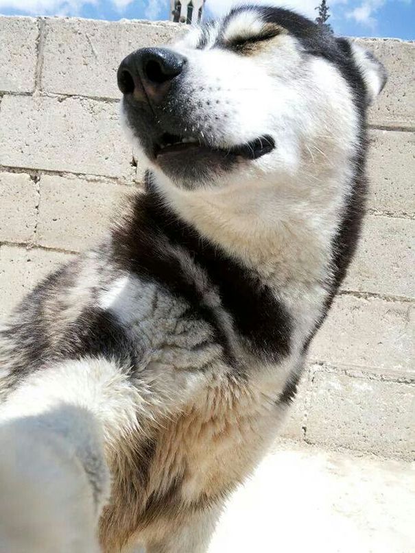 1484717871 funny animal selfies 7 587e1a9c39876 605