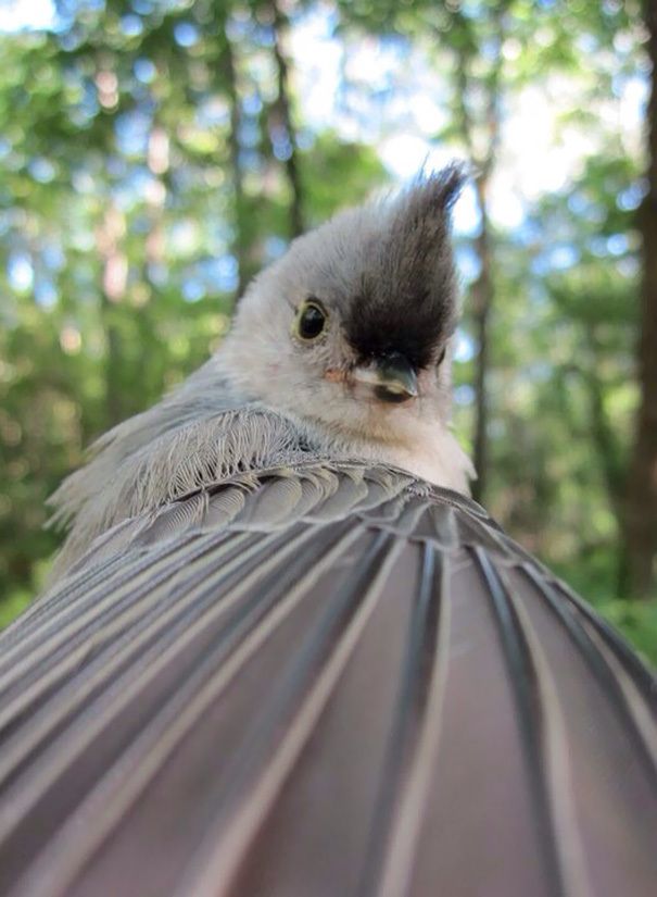 1484717955 funny animal selfies 81 587e36b59738e 605