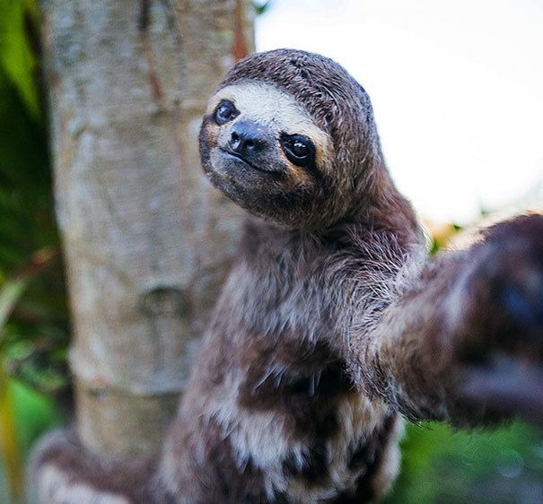 1484717961 funny animal selfies 8 587deb3d94041 605
