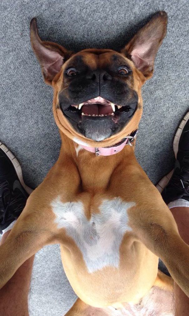 1484717988 funny animal selfies 45 587deb8c97b21 605