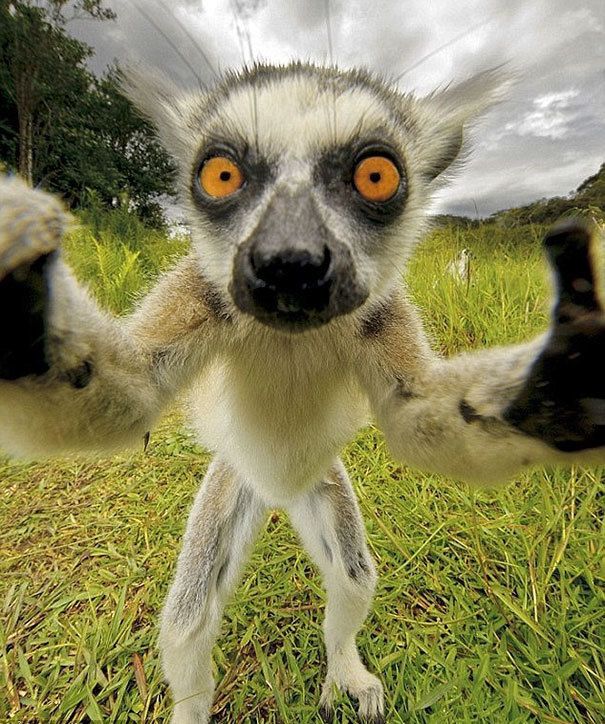 1484718179 funny animal selfies 587ded51931e9 605