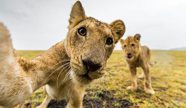 1484718446 funny animal selfies 117 587e2542b0585 605