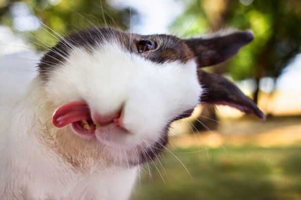 1484718521 funny animal selfies 10 587e23b941d8d 605