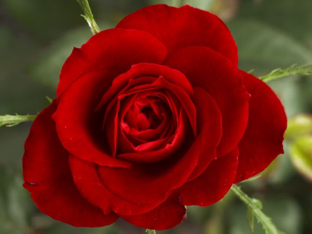 1485329512 small red rose