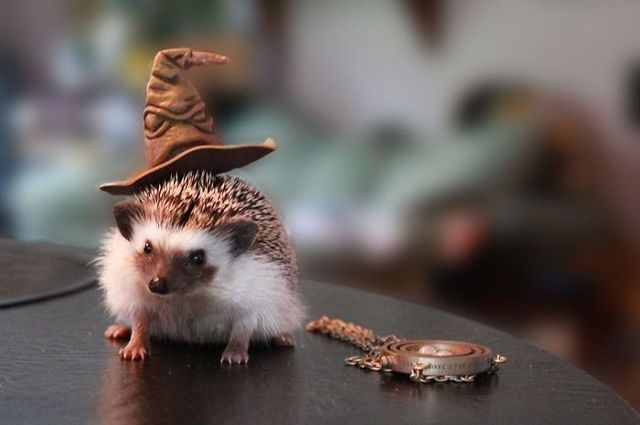1486095882 cute hedgehogs in hats 5890a0692833c  700
