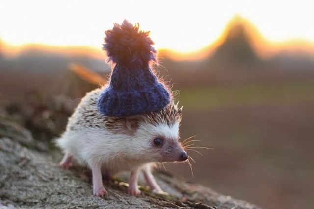 1486095910 cute hedgehogs in hats 58909ea617280  700