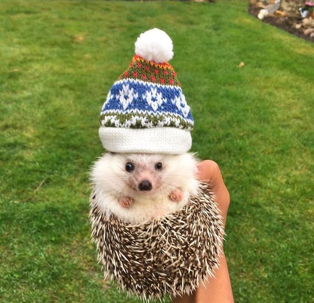 1486095934 cute hedgehogs in hats 5890a01019df8  700