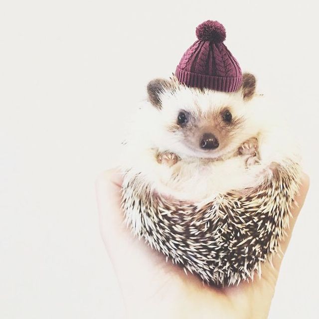 https://image.sistacafe.com/images/uploads/content_image/image/294183/1486096099-cute-hedgehogs-in-hats-5890a0f487cf1__700.jpg