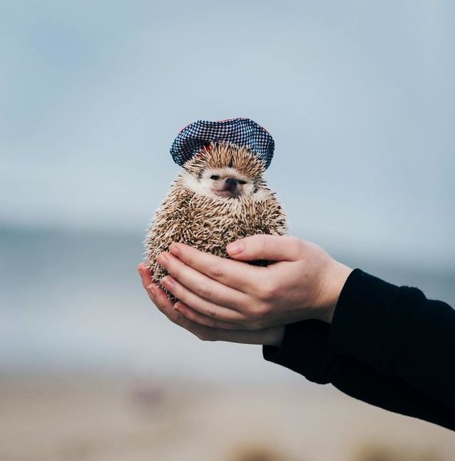 1486096193 cute hedgehogs in hats 5890a18275852  700