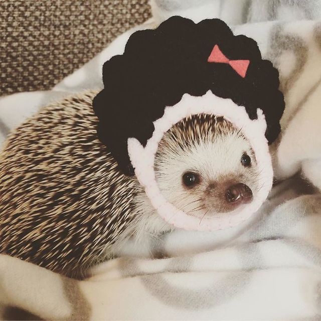 1486096218 cute hedgehogs in hats 5892f96580990  700