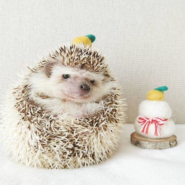 1486096245 cute hedgehogs in hats 5892f9a602683  700