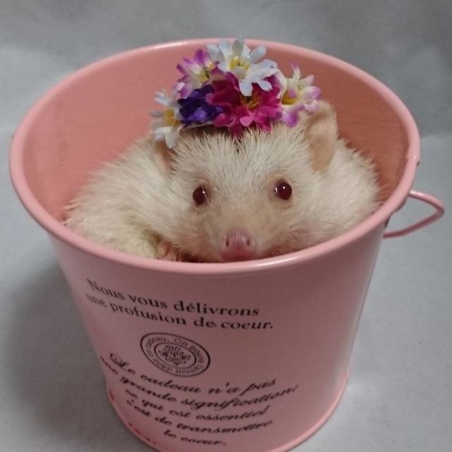 1486096262 cute hedgehogs in hats 5892fb25680d3  700