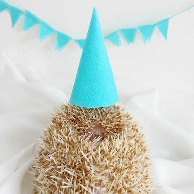 1486096278 cute hedgehogs in hats 5890a08a3d130  700