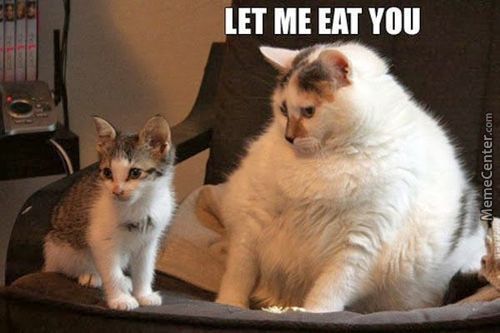 1486901810 fat cats are cannibals o 3338377