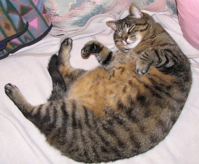 1486901914 skunk is a fat cat  by j a x