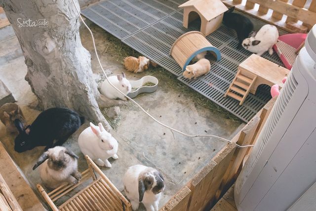 ร้านกาแฟในกรุงเทพ คาเฟ่กระต่าย rabbito cafe